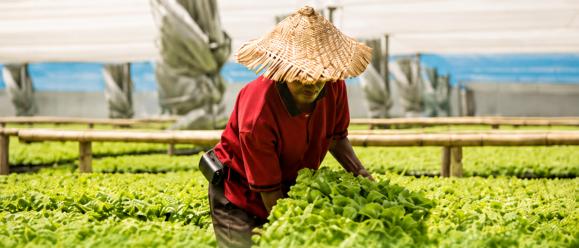 Worker checking fresh produce in a greenhouse